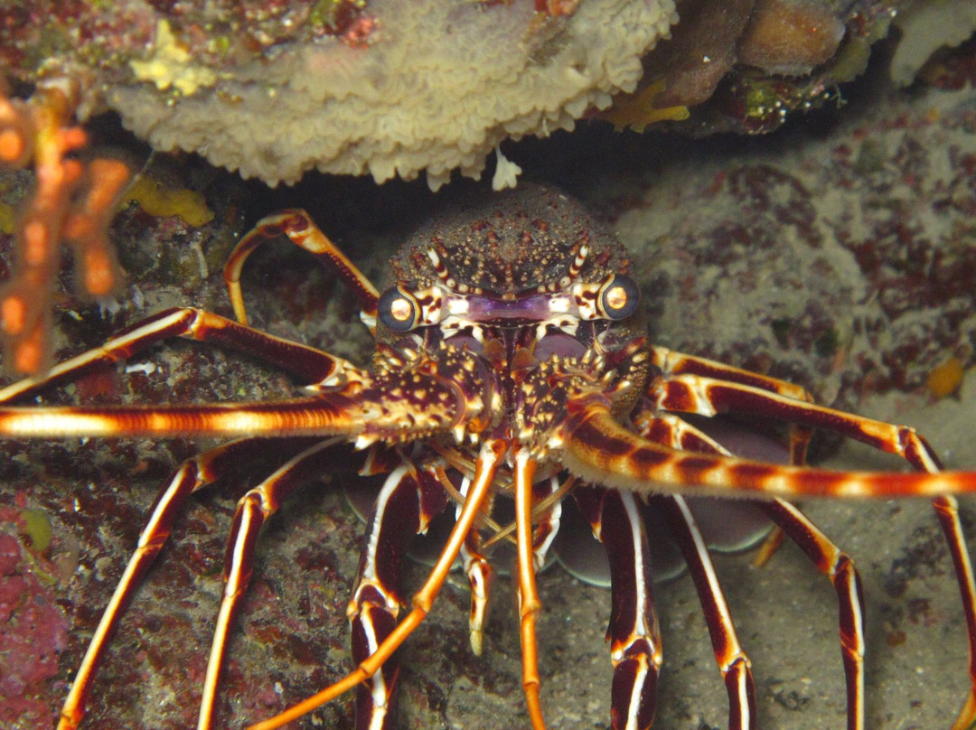 Elba Diving景点图片
