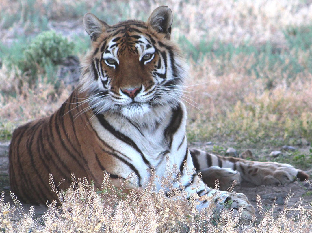 Safe Haven Wildlife Sanctuary-Imlay必去景点