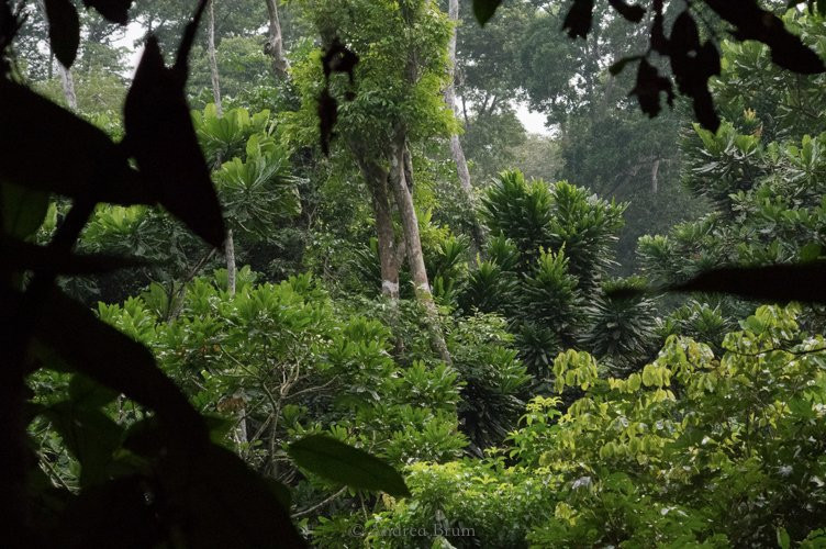 洛佩生态系统与文化遗迹景观-Lope Wildlife Reserve必去景点