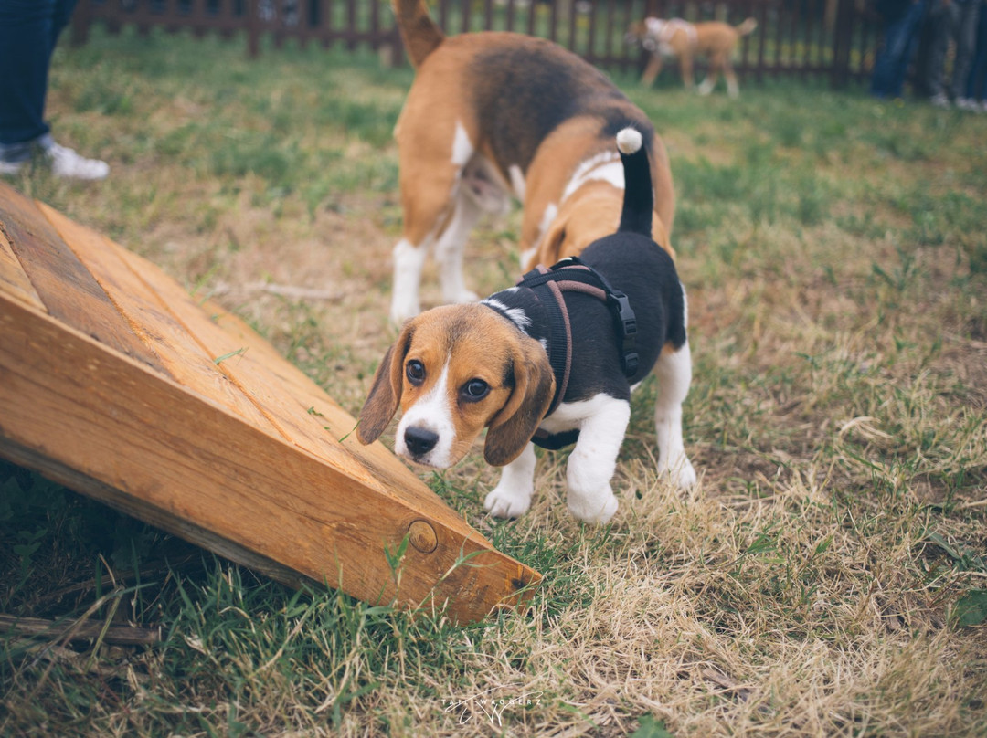 Headshot Paintball-Maia必去景点
