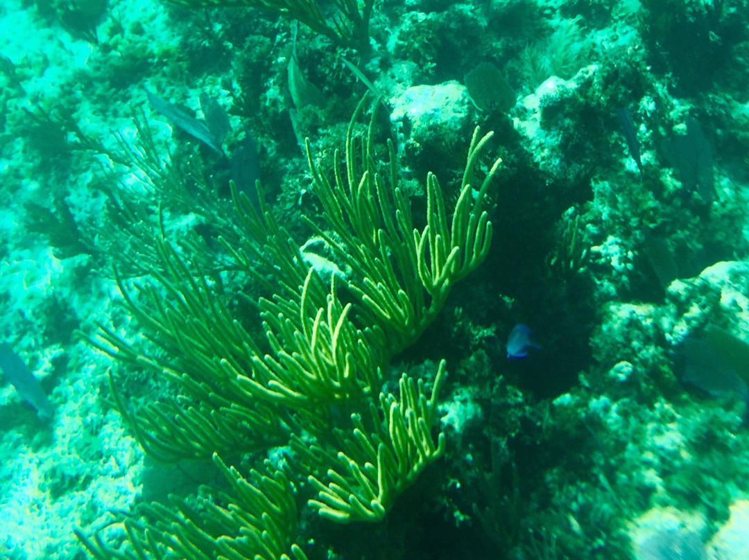 Rainbow Reef-Bimini必去景点