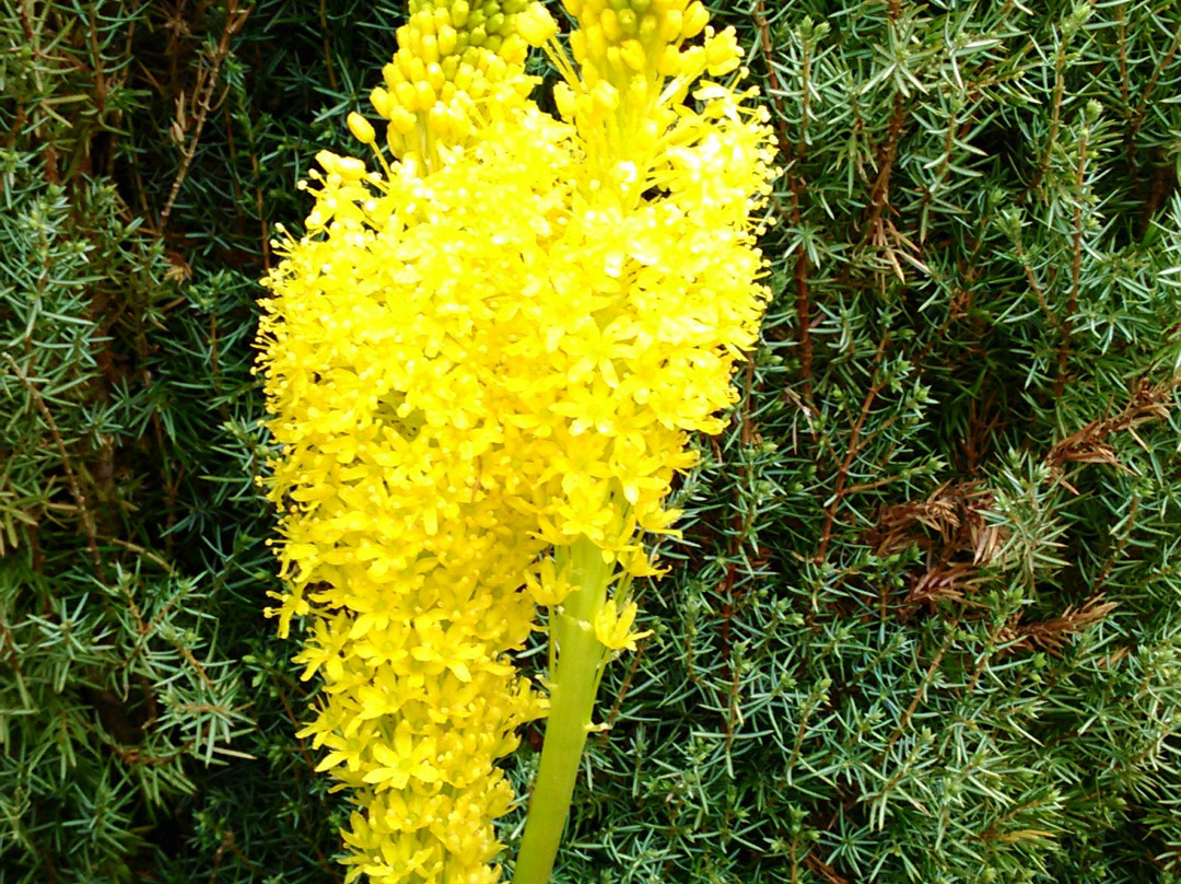 Hana Fantasia-野田市必去景点