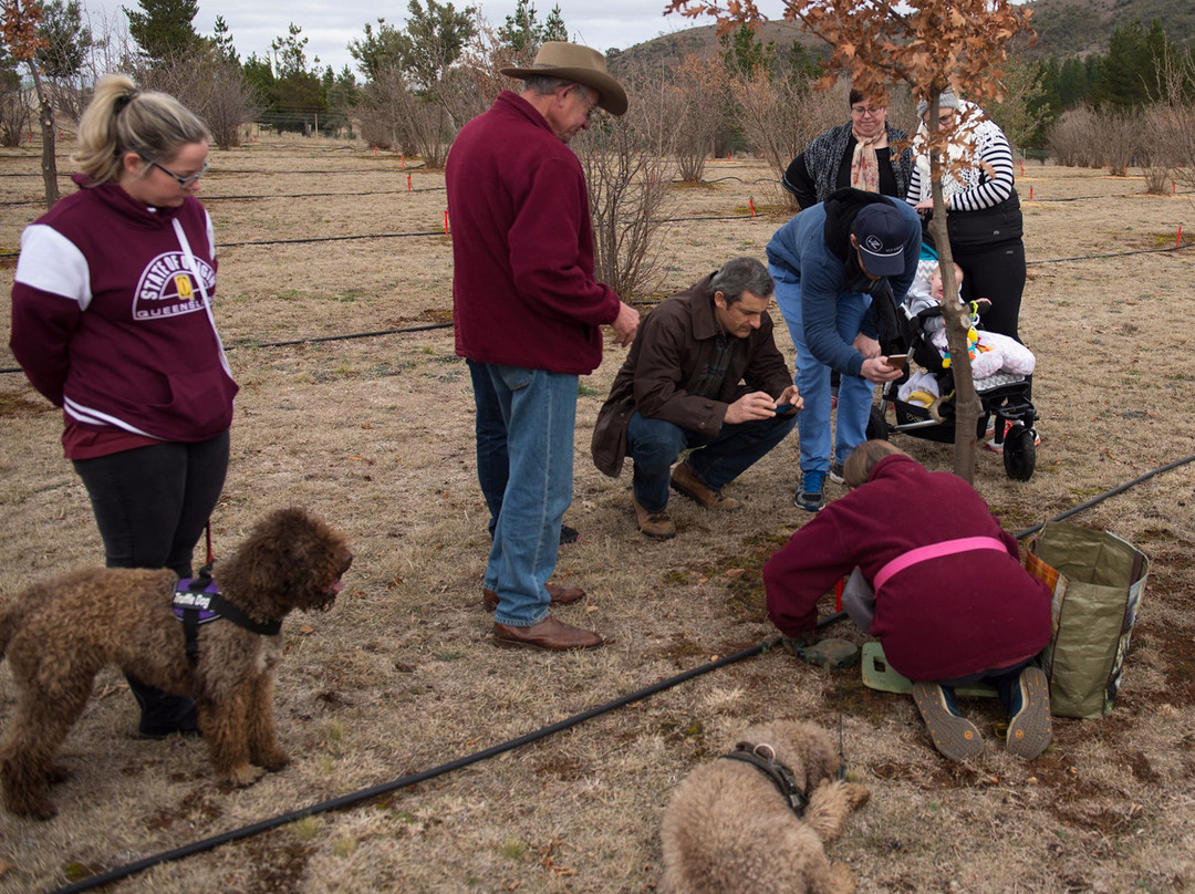 Macenmist Black Truffles & Wines-Bredbo必去景点