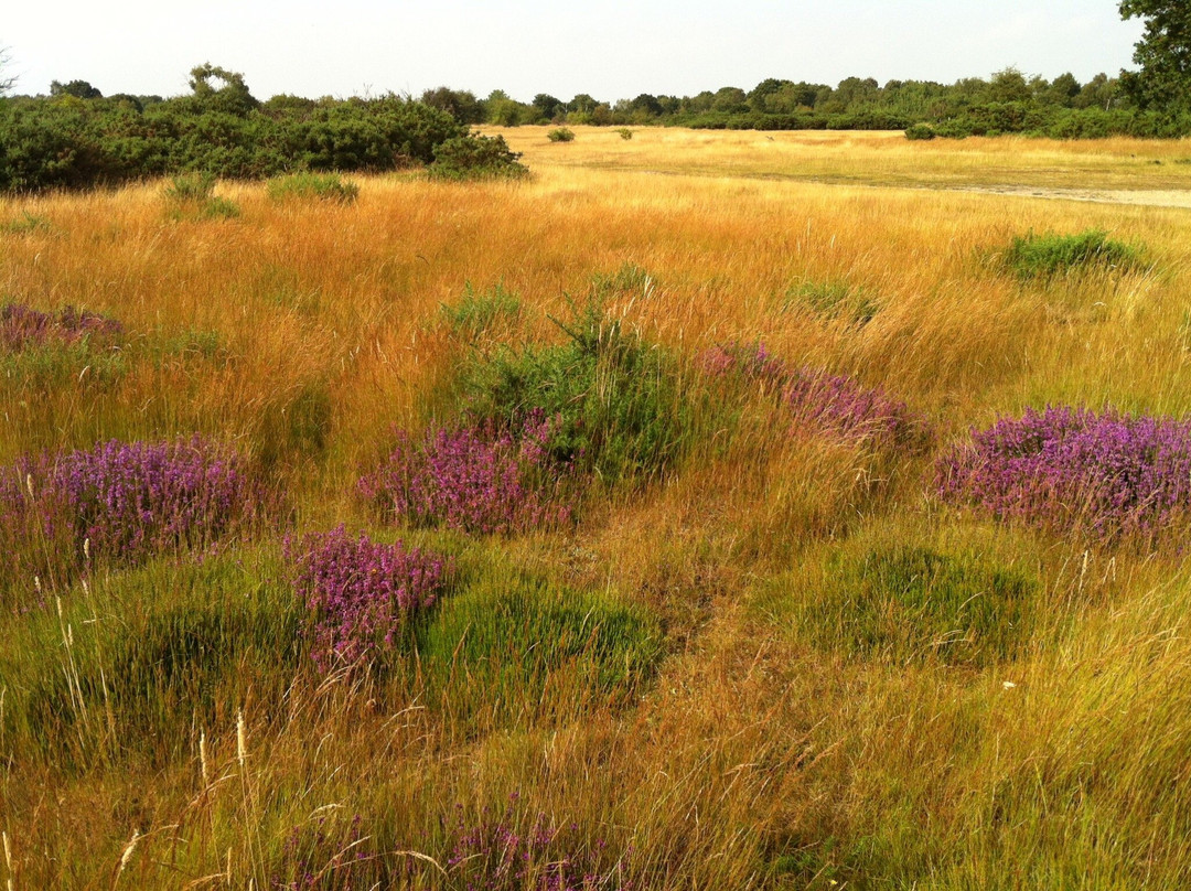 Dartford Heath景点图片