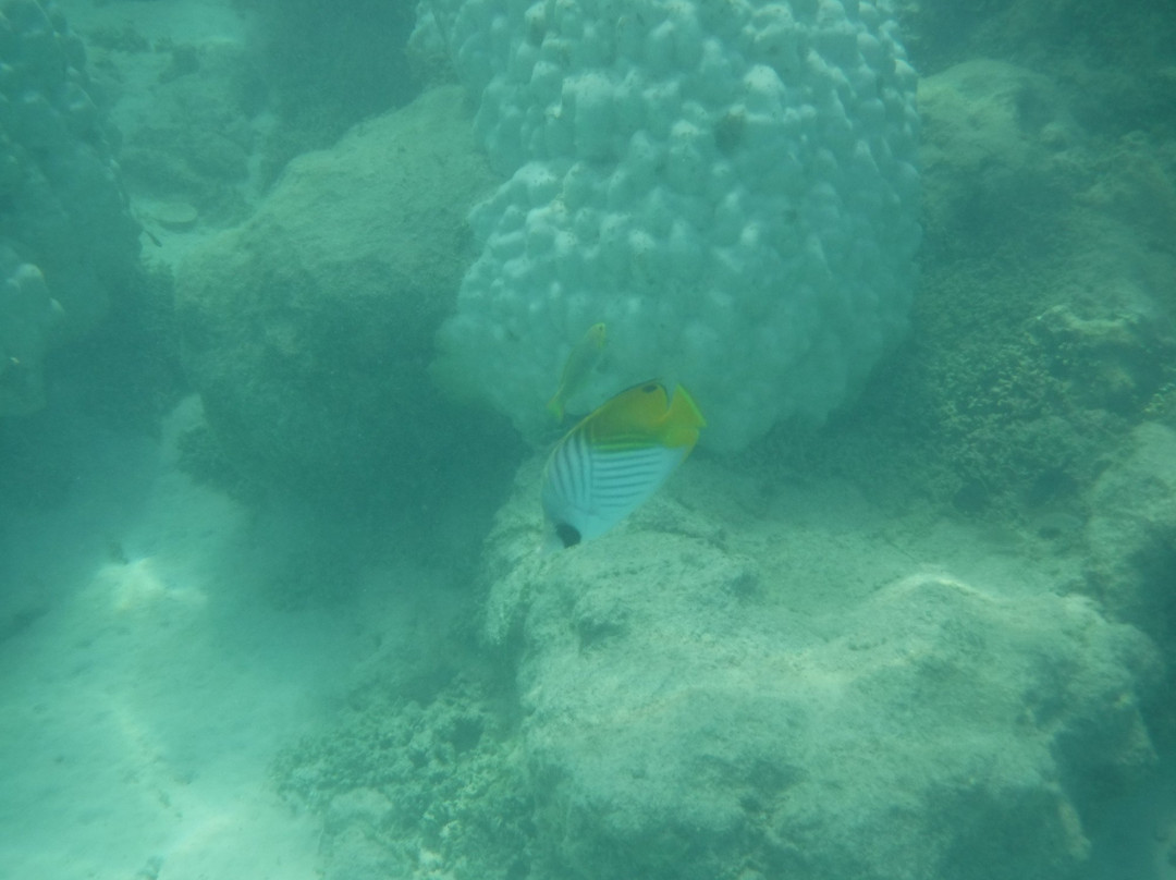 Tikioki Marine Reserve-拉罗汤加必去景点