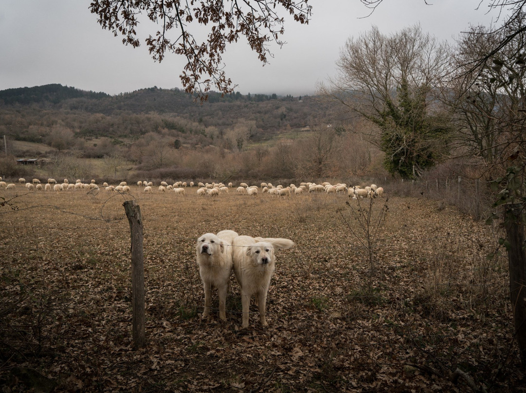 San Giovanni delle Contee旅游攻略图片