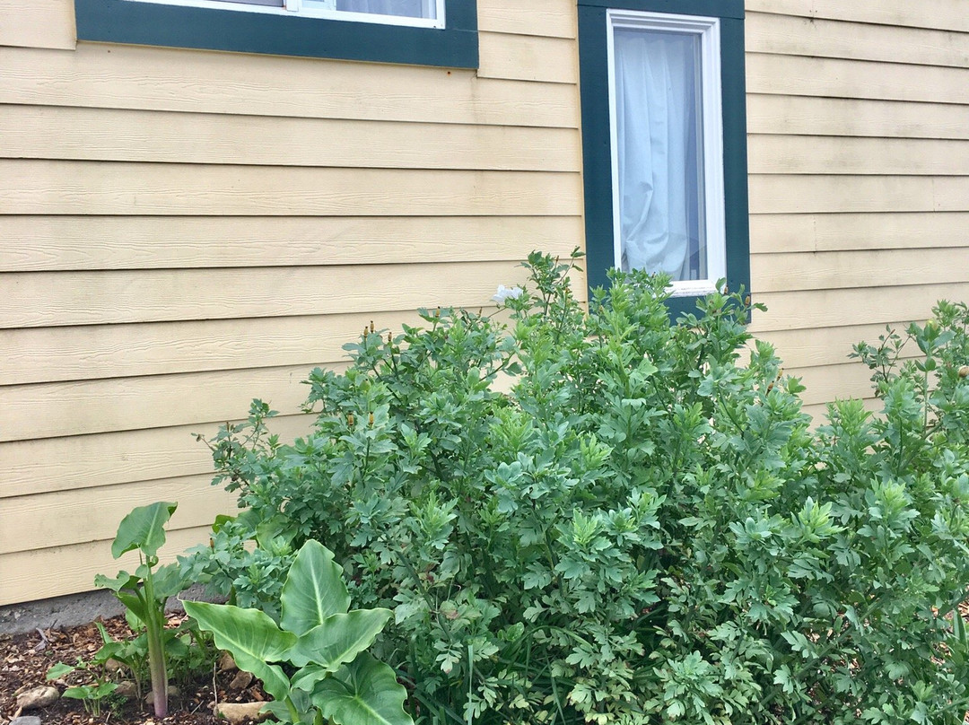 Gualala Country Inn主图