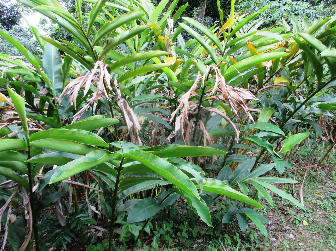 Kampung Putat Herb Garden-斯里巴加湾必去景点
