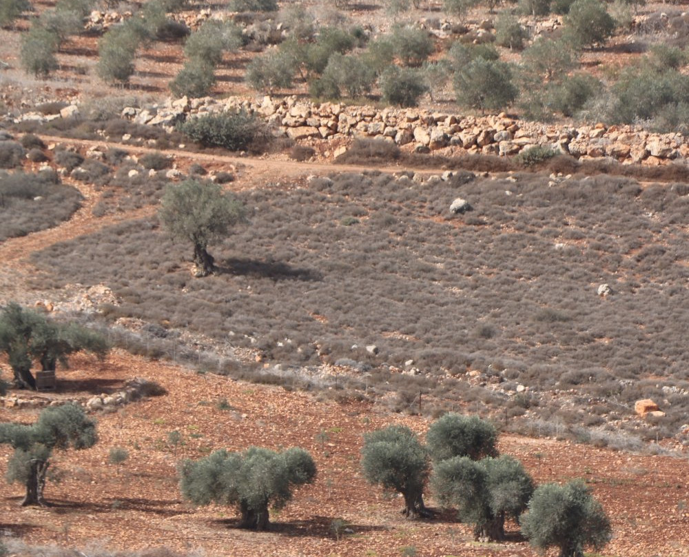 Tel Yodfat景点图片