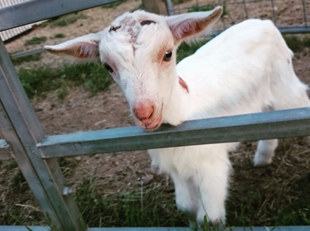 Tolpuddle Goat Cheese and Farm Foods-Tarrawingee必去景点