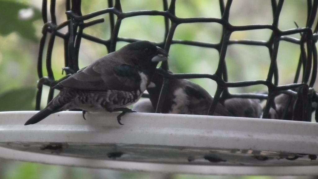 Nahoon Estuary Nature Reserve-东伦敦必去景点
