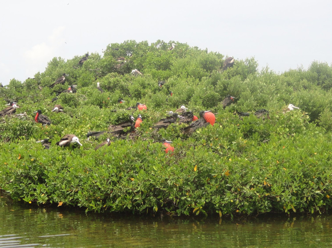 Frigate Bird Sanctuary-巴布达必去景点