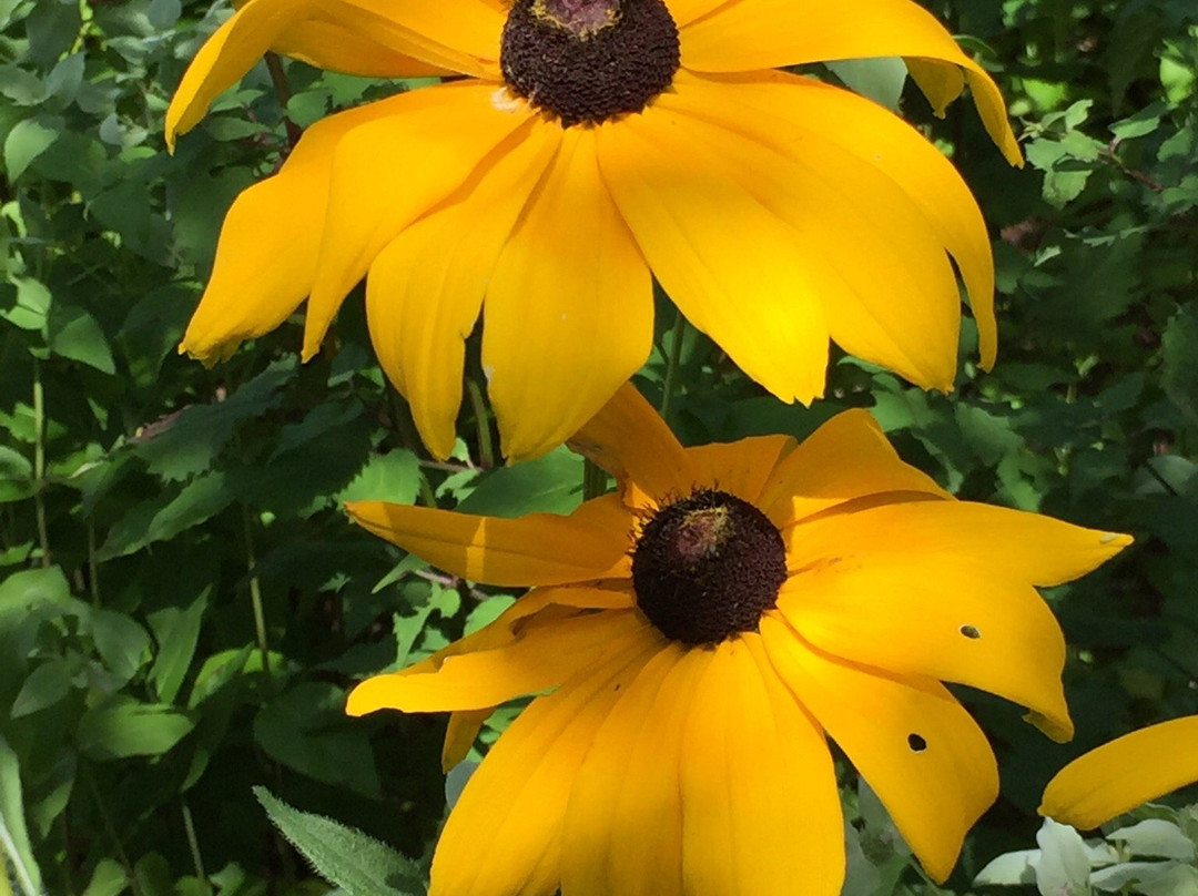 Massachusetts Horticultural Society's Garden at Elm Bank景点图片