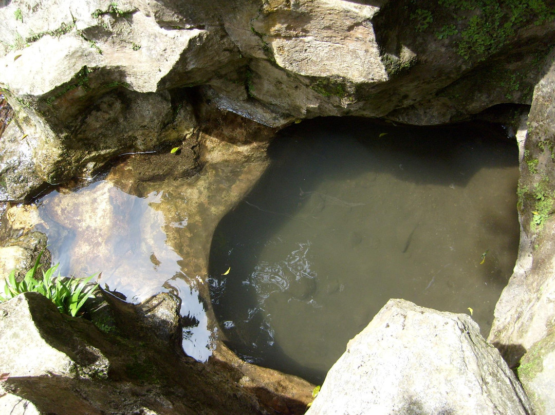 Arboretum Sumber Brantas景点图片