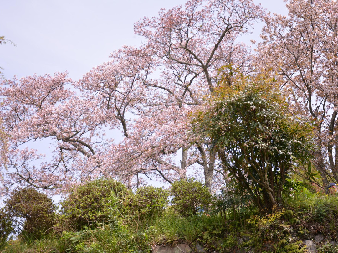 Jizozenin Temple-井手町必去景点