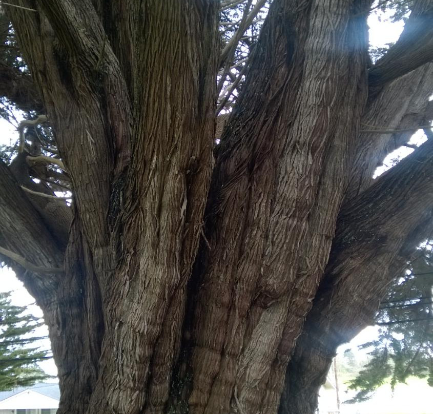 Oregon's Largest Monterey Cypress-布鲁金斯必去景点