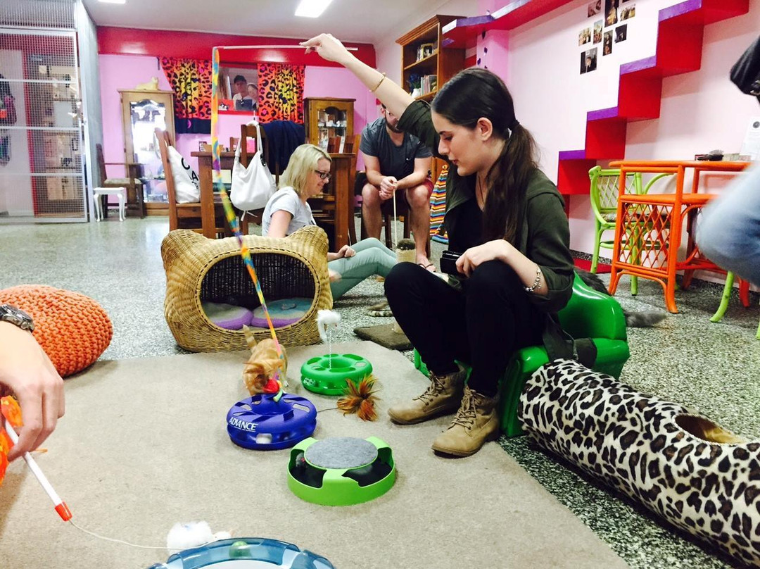 Cat Cuddle Café-布里斯班必去景点