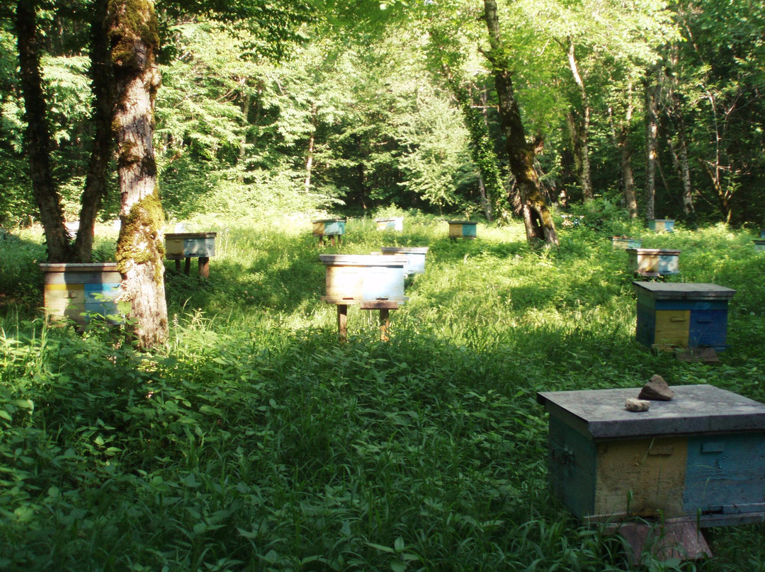 Beegarden Medovy Rai景点图片