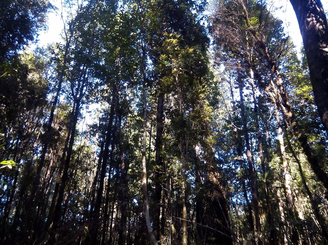 Monumento Natural Lahuen Nadi