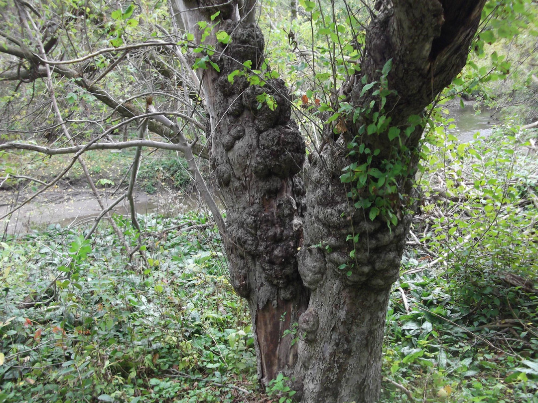 Pomona Mills Park-万锦市必去景点