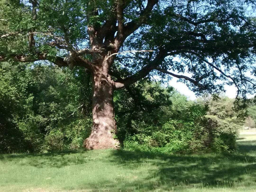 The Wayside Grist Mill-Sudbury必去景点