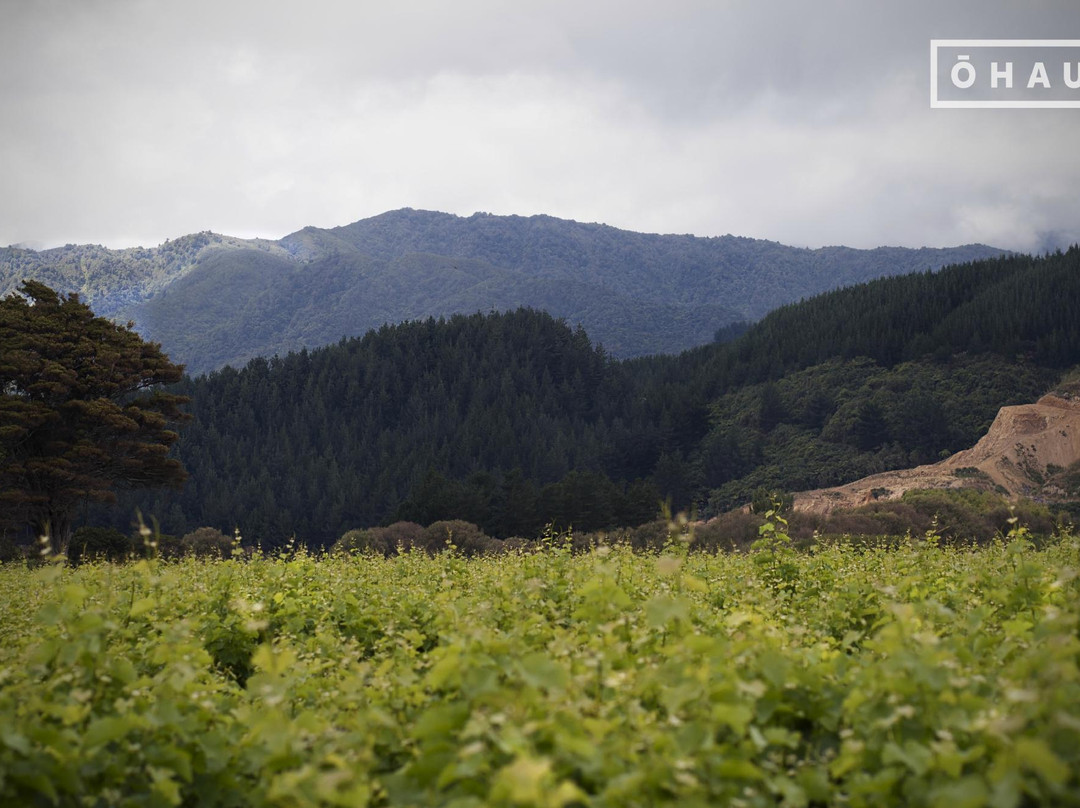 Ohau Wines-Ohau必去景点