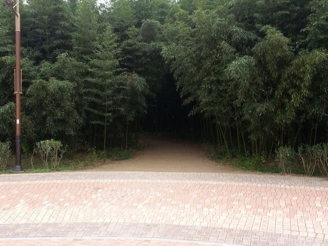 Taehwa River Seepri Bamboo Grove-蔚山必去景点