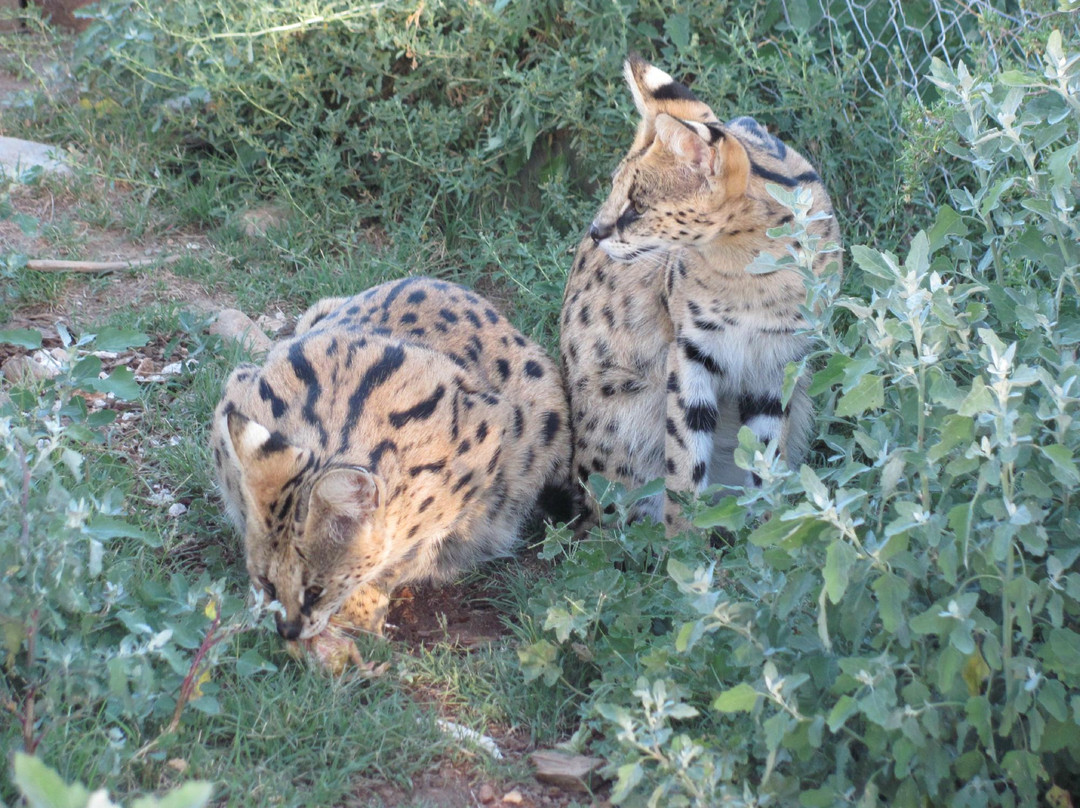 Cat Conservation Trust景点图片