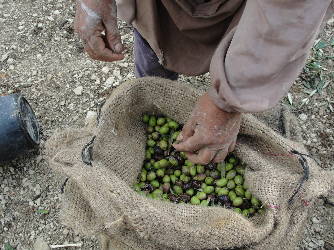 Canaan Fair Trade-Jenin必去景点