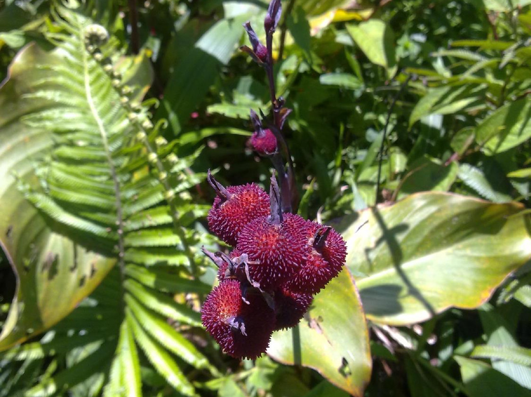 Mt Malindig-Marinduque Island必去景点