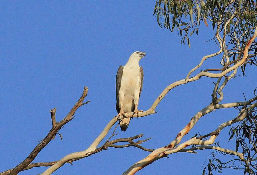 Joeys Adventure Tours-Inverell必去景点