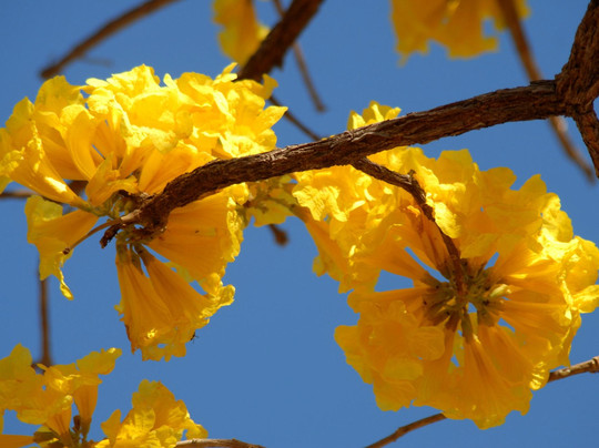 Parque Estadual Do Cantao-Caseara必去景点