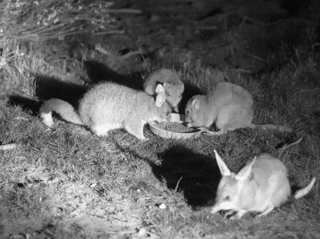 Barna Mia Nocturnal Wildlife Experience景点图片