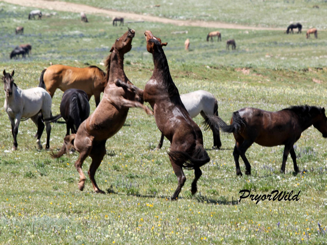 Pryor Mountain Wild Mustang Center景点图片