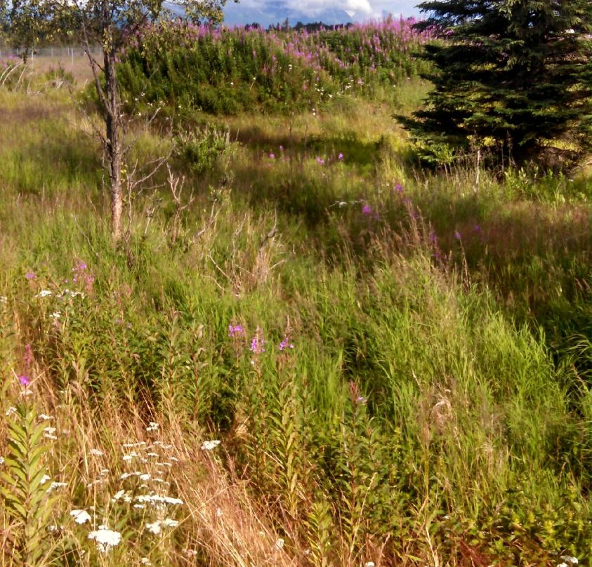 Eveline State Recreation Area-Fritz Creek必去景点