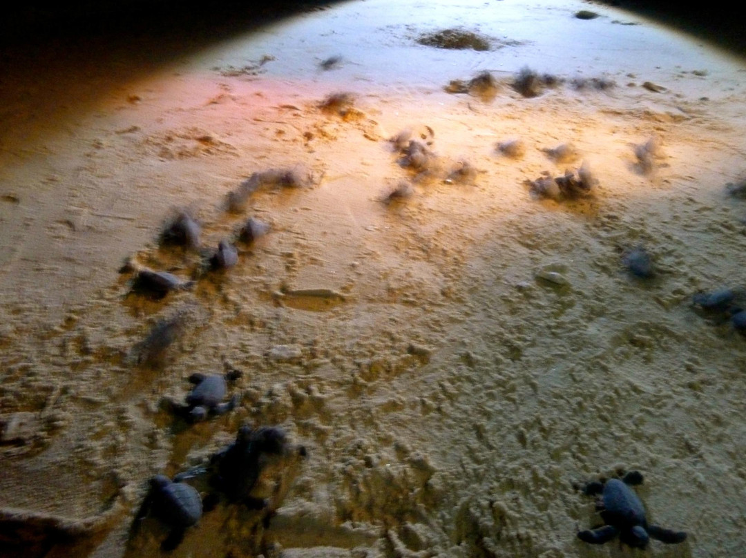 海龟岛-山打根必去景点