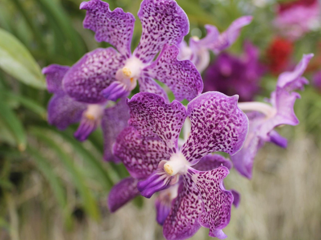 兰花和蝴蝶园-清迈必去景点