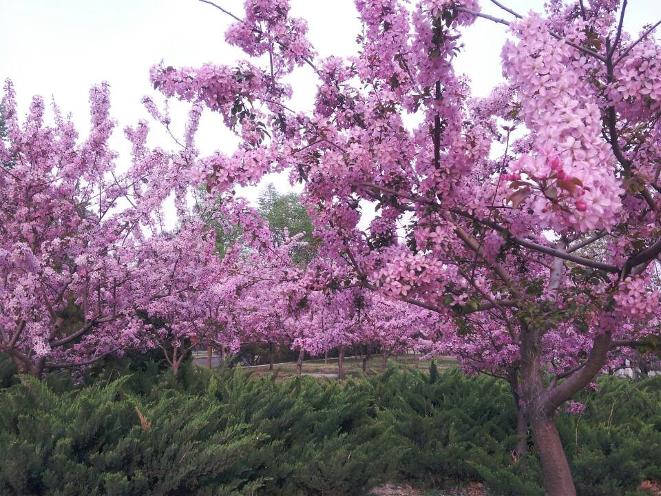 奥林匹克森林公园-北京市必去景点