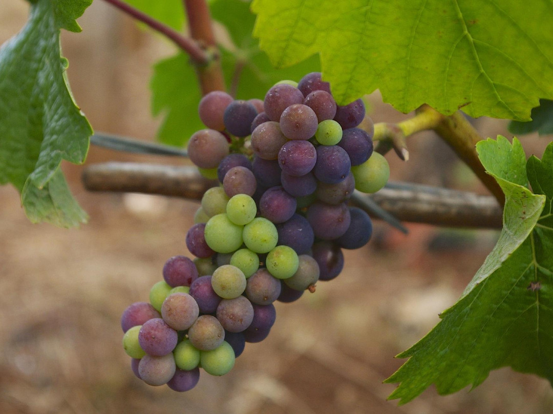 Cellar Door Wine Tours-Lafayette必去景点