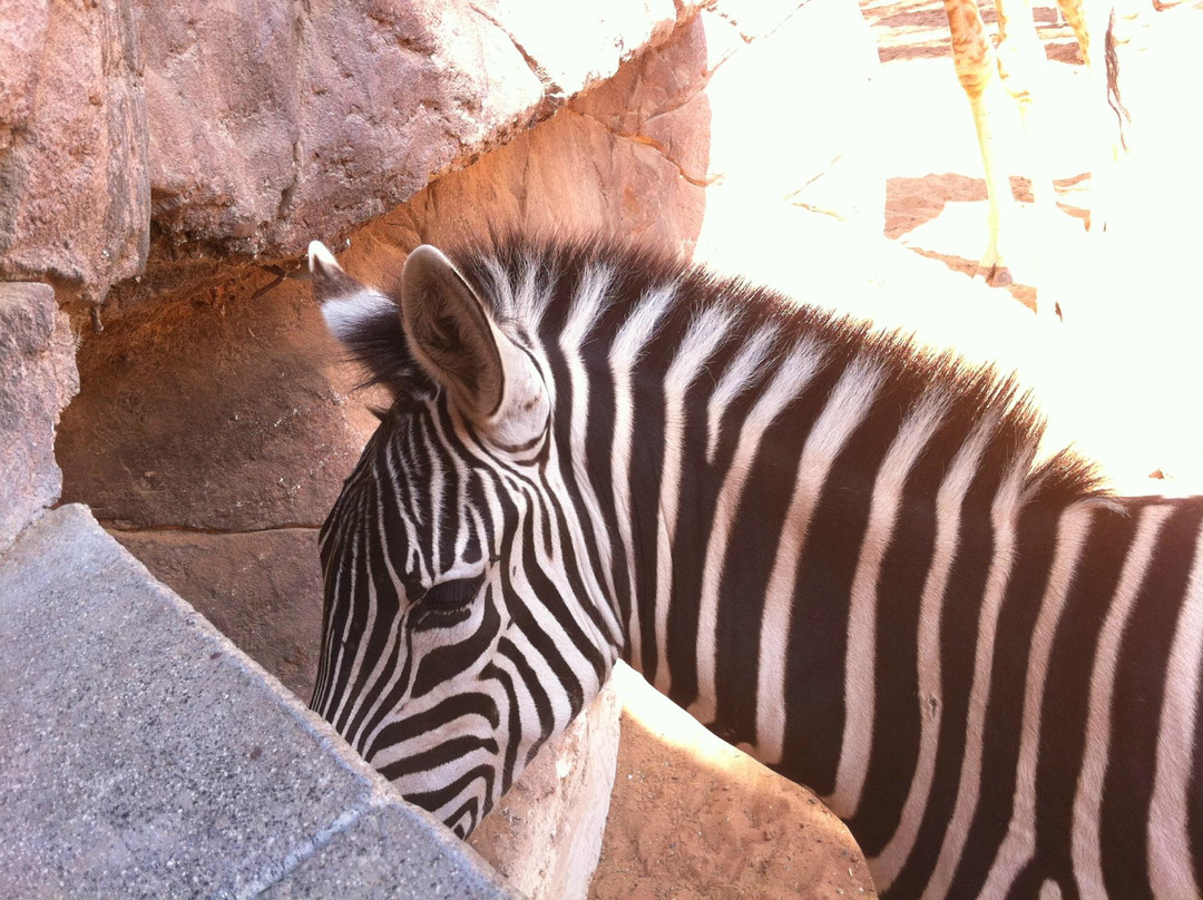Emirates Park Zoo & Resort-阿布扎比必去景点