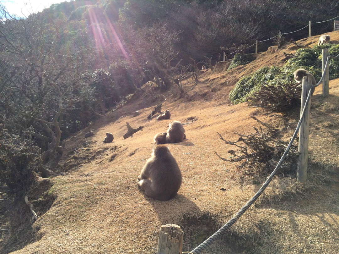 岚山岩田山猴子公园-京都市必去景点