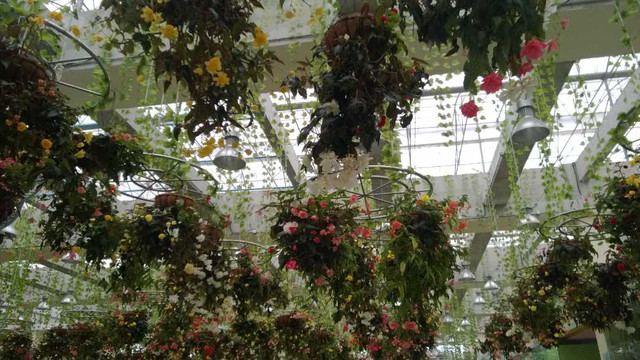 百万葵园-广州市必去景点