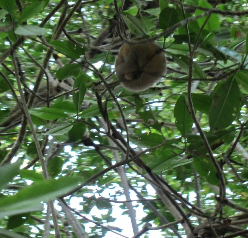Caroni Lagoon National Park-特立尼达必去景点