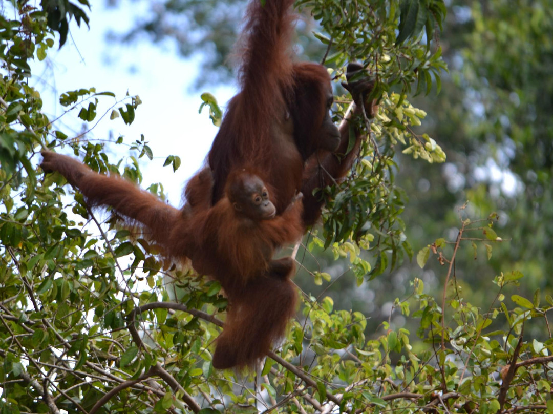 Wow Borneo-帕朗卡拉亚必去景点
