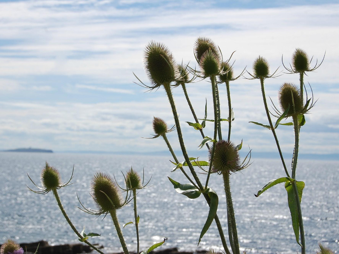 Crail Harbour景点图片