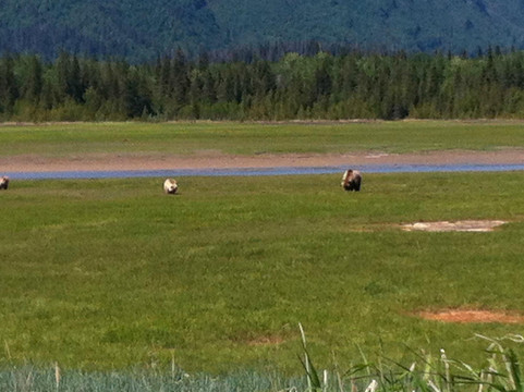 Smokey Bay Air-荷马必去景点