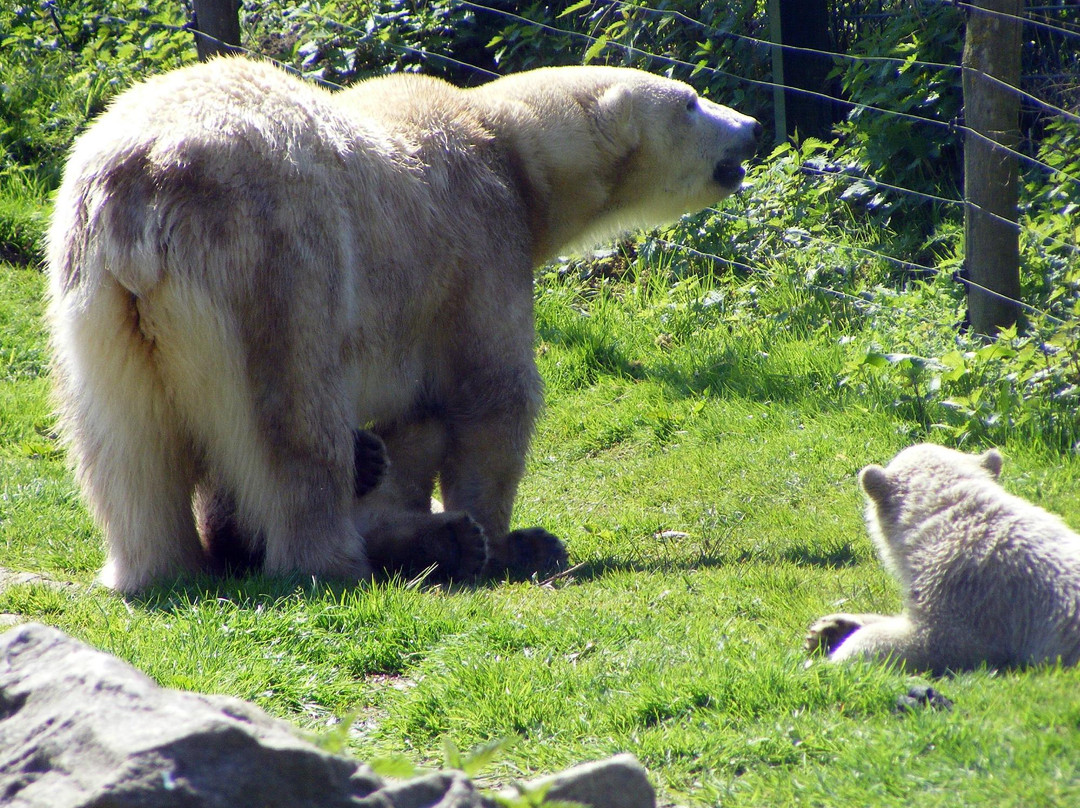 Eindhoven Zoo (voorheen Dierenrijk)景点图片