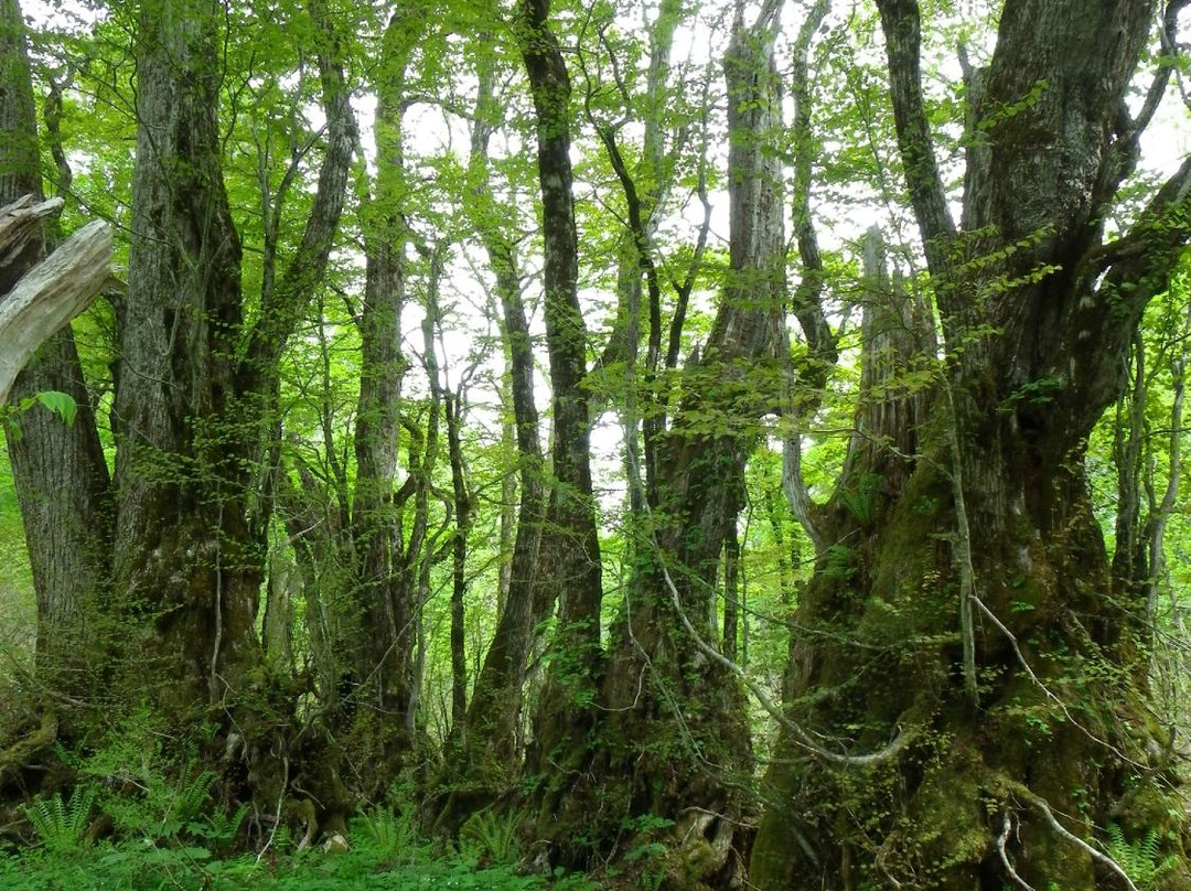 Amo Natural Park-飞弹市必去景点