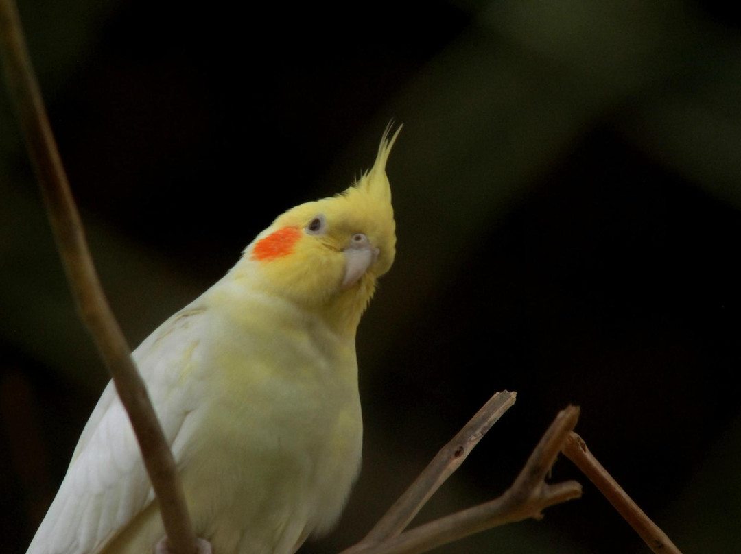 Panagbenga Park-碧瑶必去景点