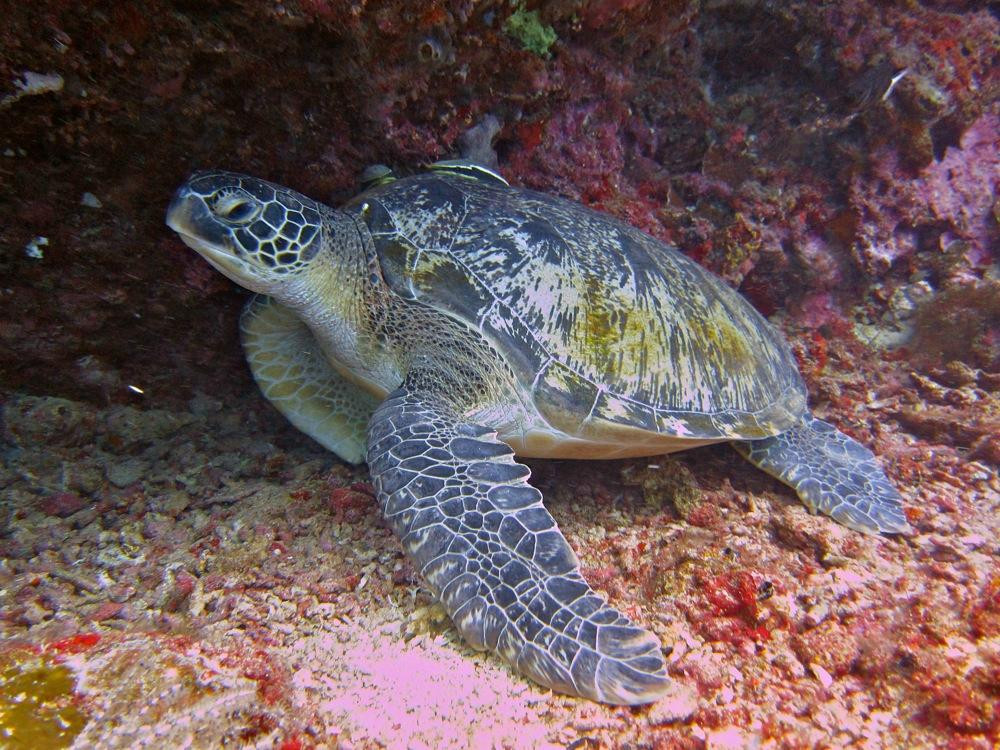 French Kiss Divers-涛岛必去景点